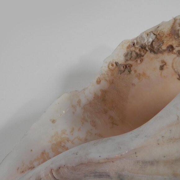 9.5" White Lightning Whelk Seashell Large Shell Ocean Swirl Point Craft Beach - Picture 6 of 12